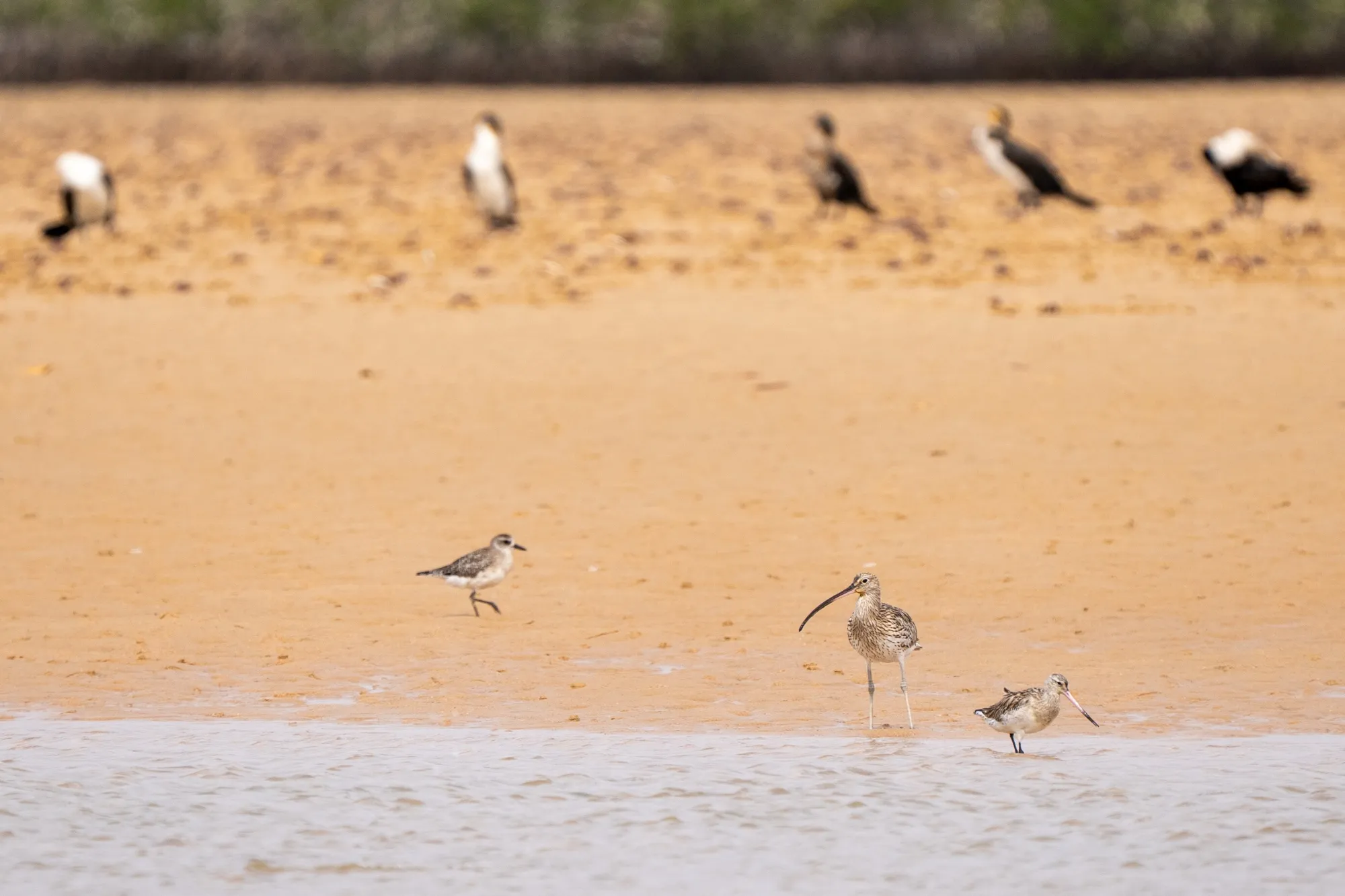 Senegal’s wetlands and coastline are particularly important for migratory wading birds that come here to probe for food buried within the mud and sand